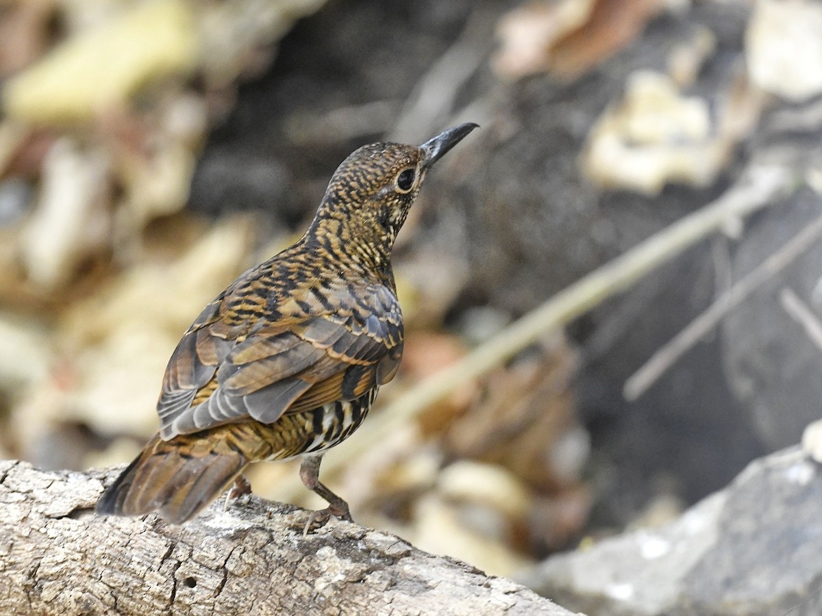 Nilgiri Thrush - Renuka Vijayaraghavan