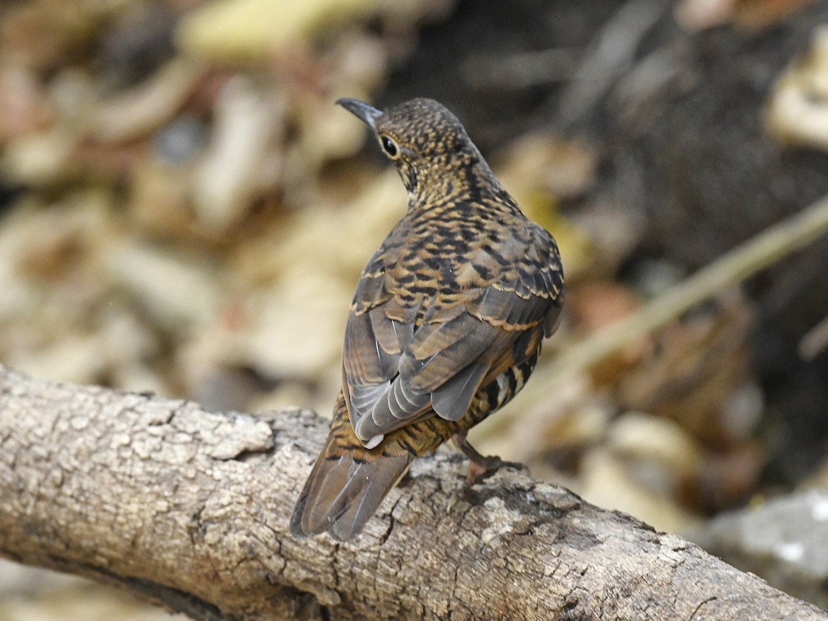 Nilgiri Thrush - ML618609674