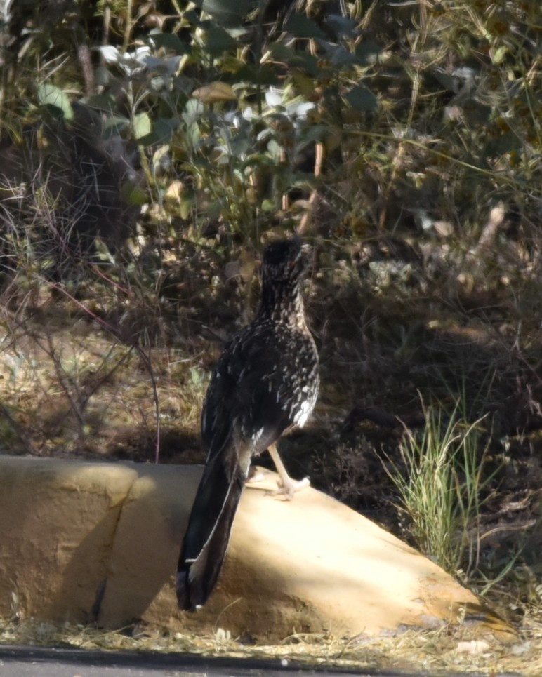 Greater Roadrunner - Lynn Kohler