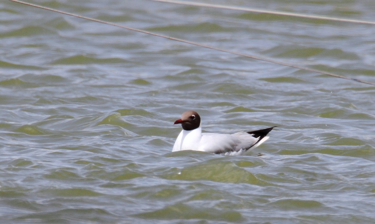 Black-headed Gull - yuda siliki