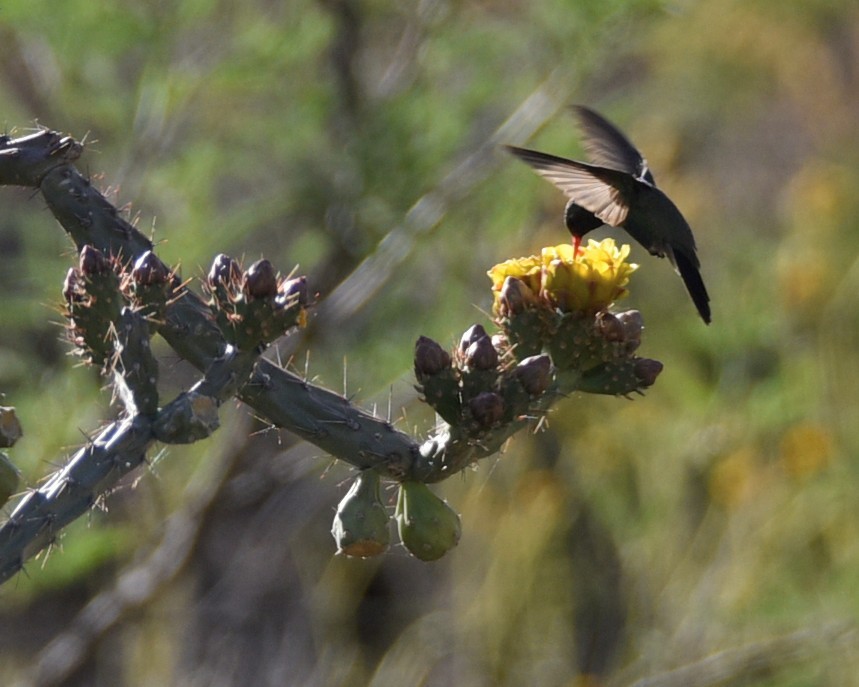 Broad-billed Hummingbird - Lynn Kohler
