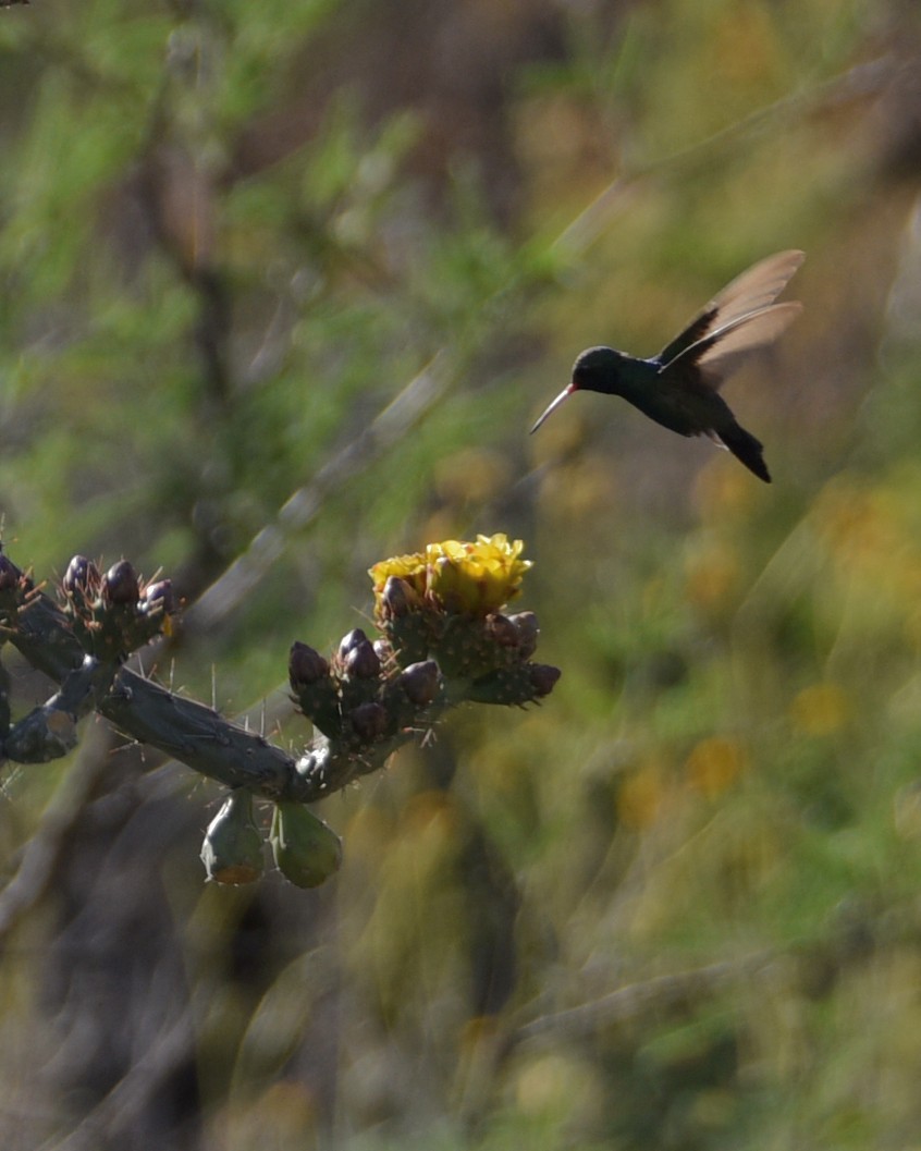 Broad-billed Hummingbird - Lynn Kohler