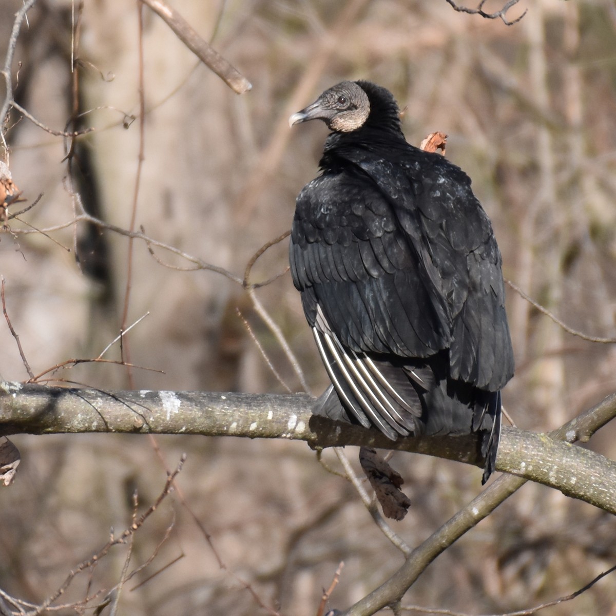 Black Vulture - Laura  Wolf