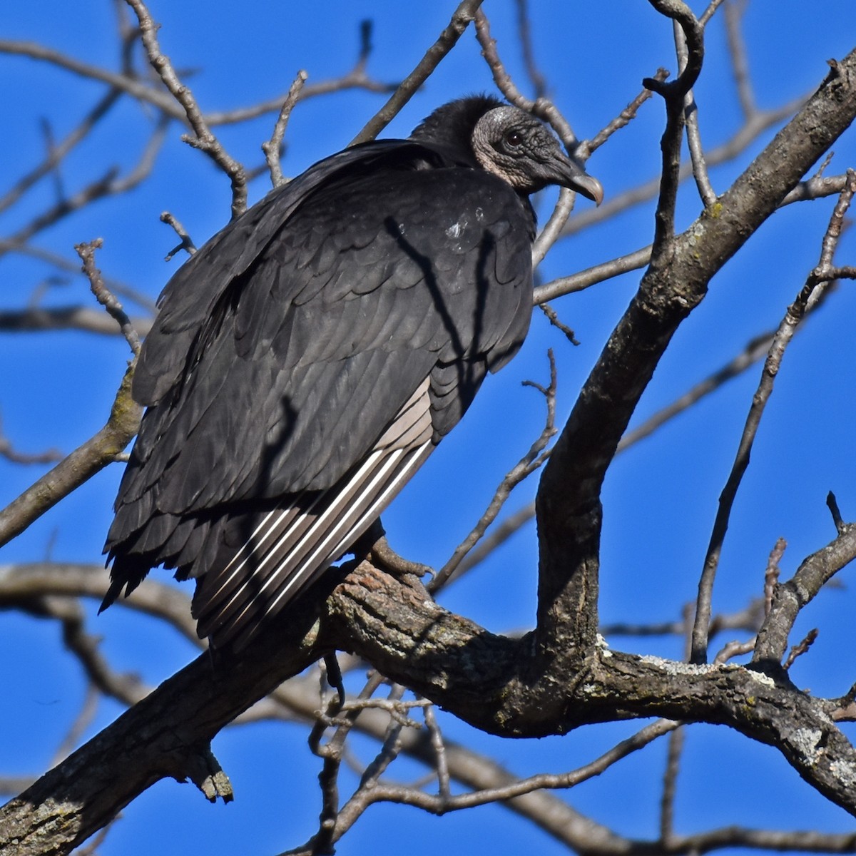 Black Vulture - Laura  Wolf