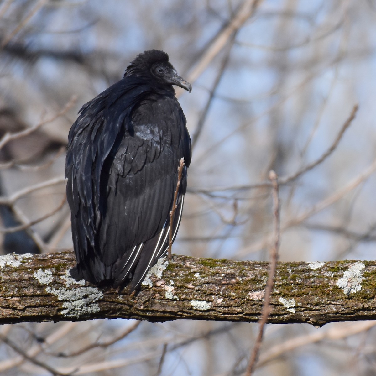 Black Vulture - ML618609696