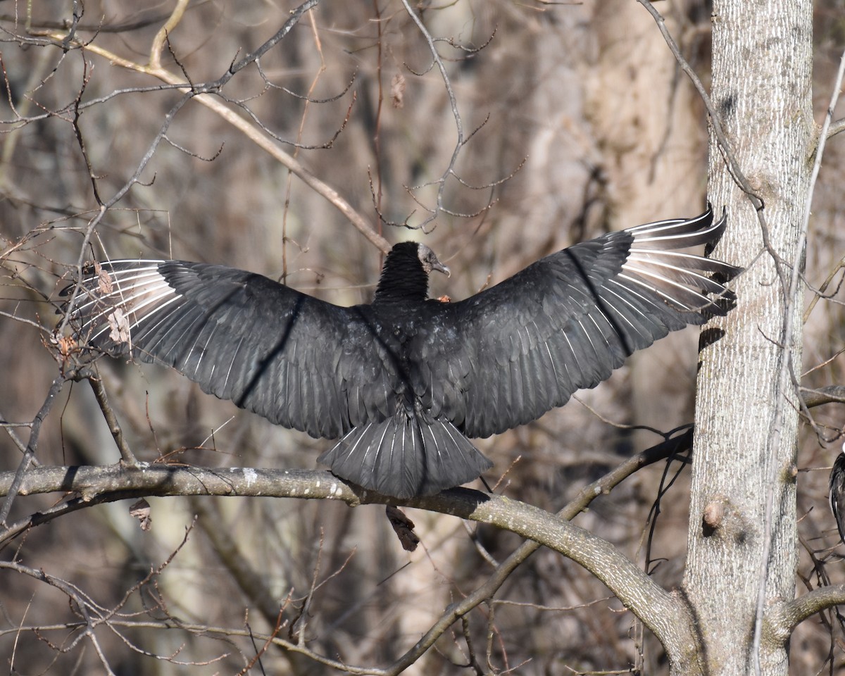 Black Vulture - Laura  Wolf