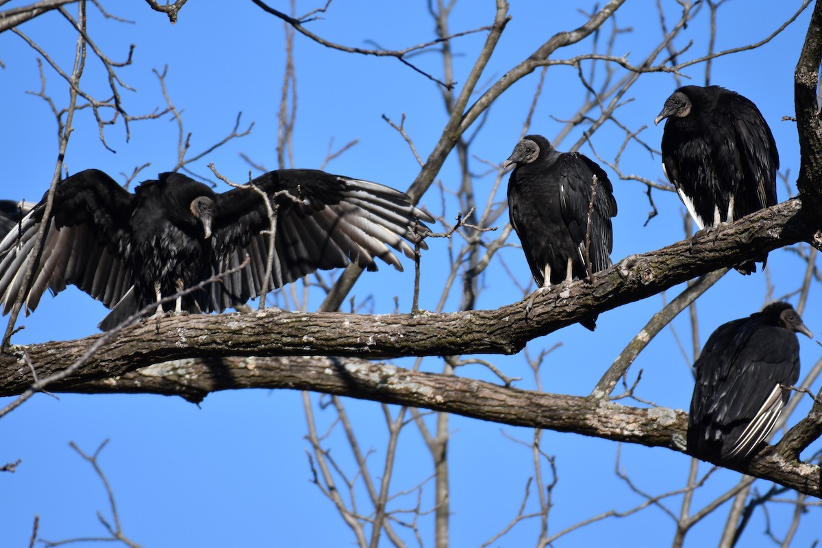 Black Vulture - Laura  Wolf