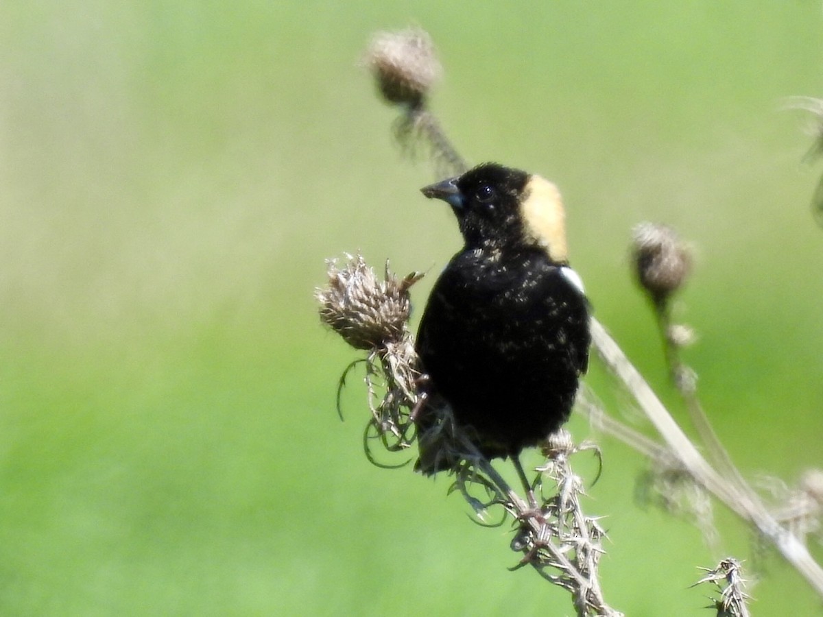 Bobolink - Jayne L