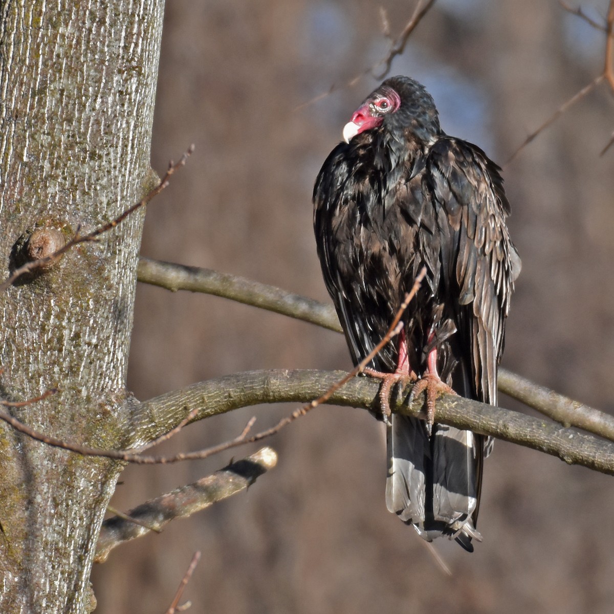 Turkey Vulture - Laura  Wolf