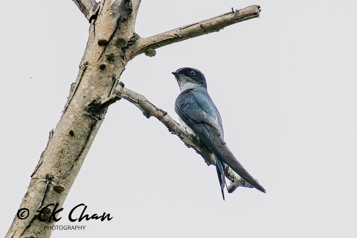 Gray-rumped Treeswift - Chee Keong Chan