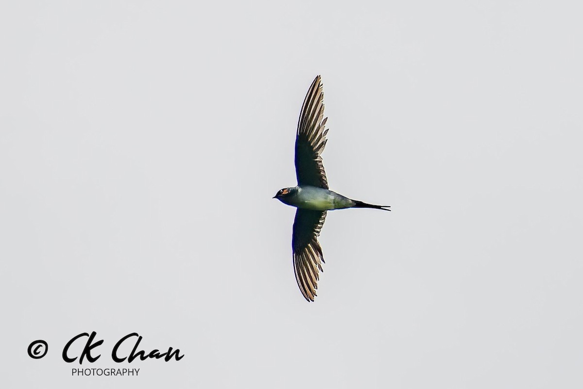 Gray-rumped Treeswift - Chee Keong Chan