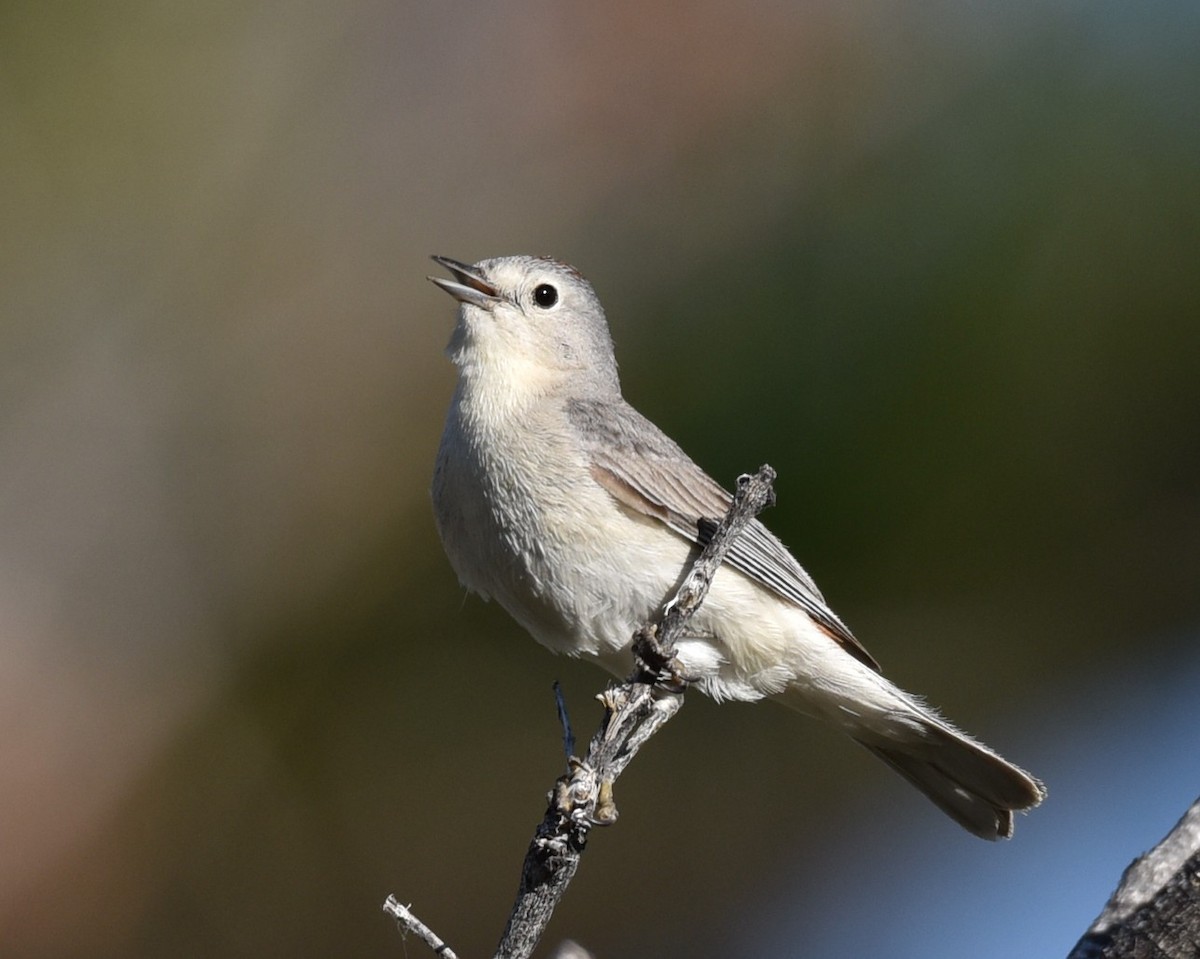 Lucy's Warbler - Lynn Kohler