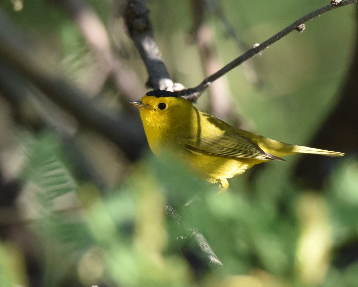 Wilson's Warbler - ML618609739