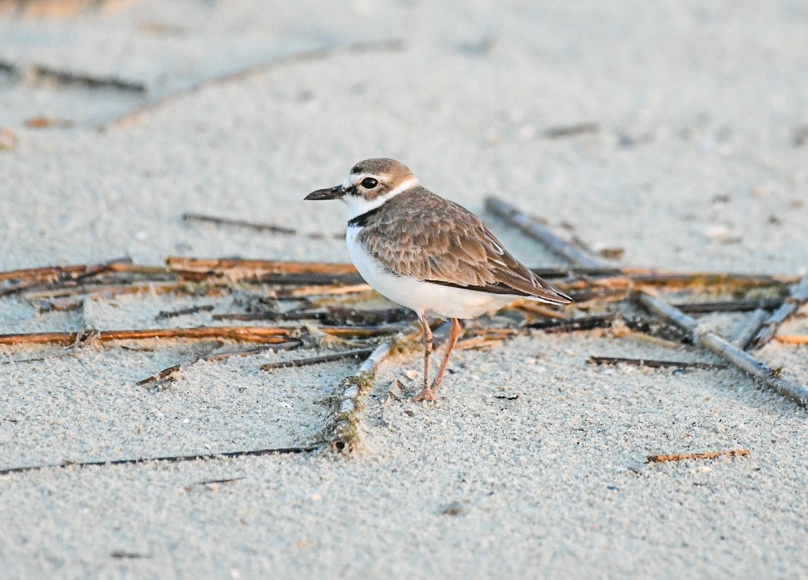 Wilson's Plover - Jenn Clementoni