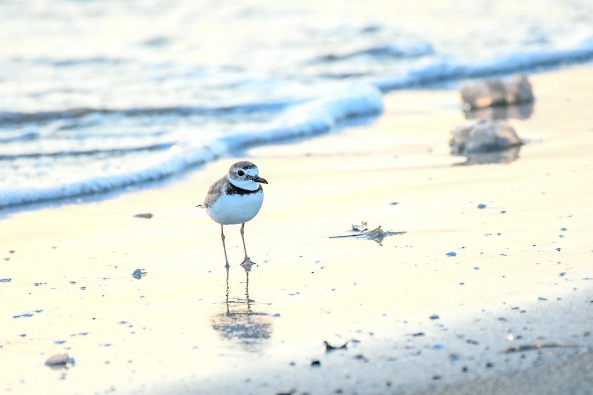 Wilson's Plover - Jenn Clementoni