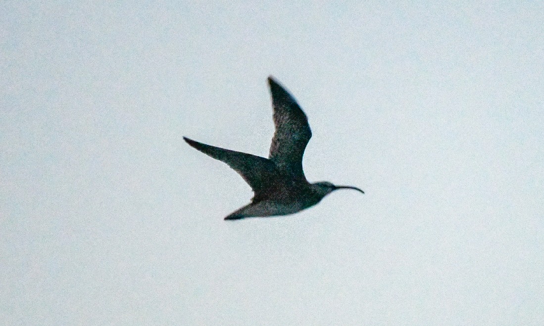 Whimbrel - Jenn Clementoni