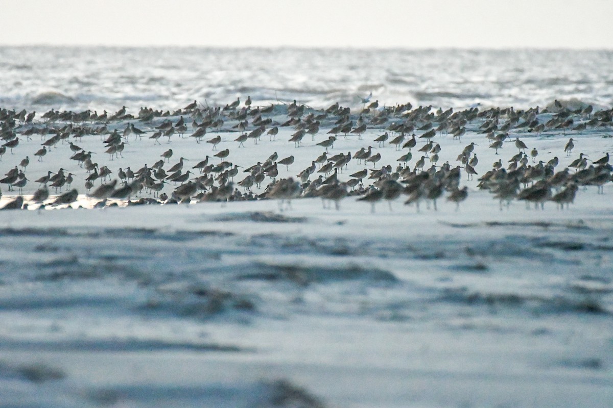 Whimbrel - Jenn Clementoni