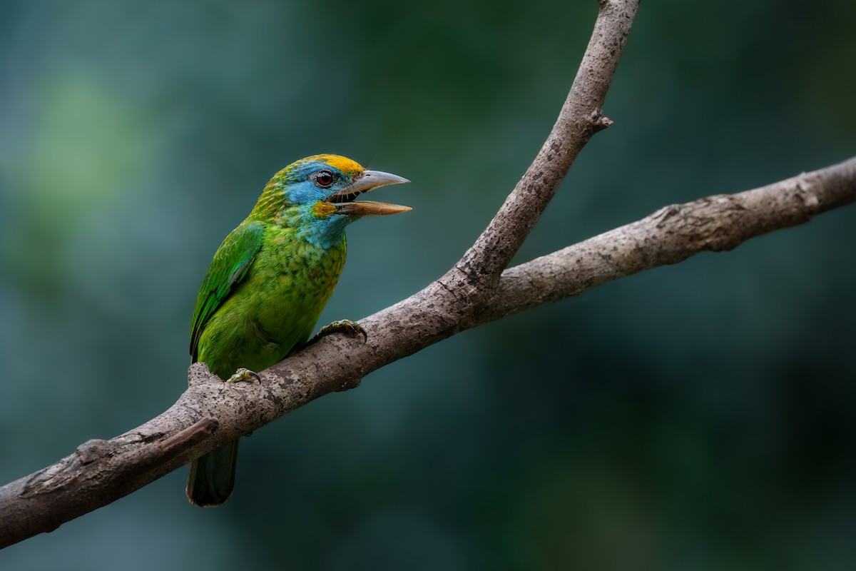 Yellow-fronted Barbet - ML618609773