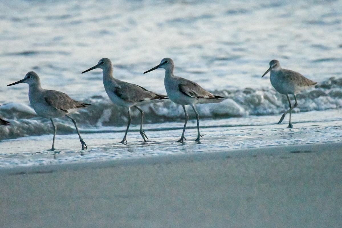 Willet - Jenn Clementoni