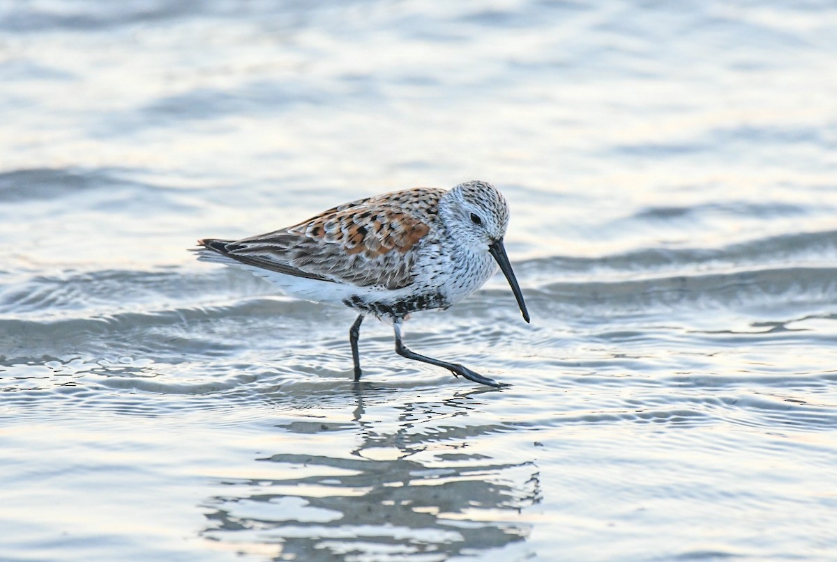 Dunlin - ML618609786