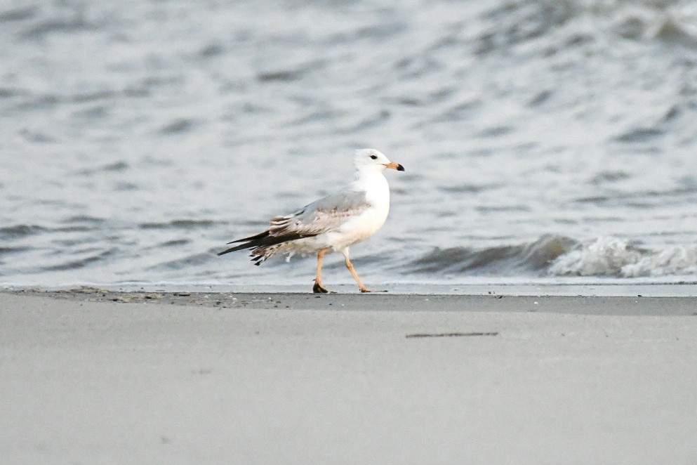 Ring-billed Gull - ML618609791