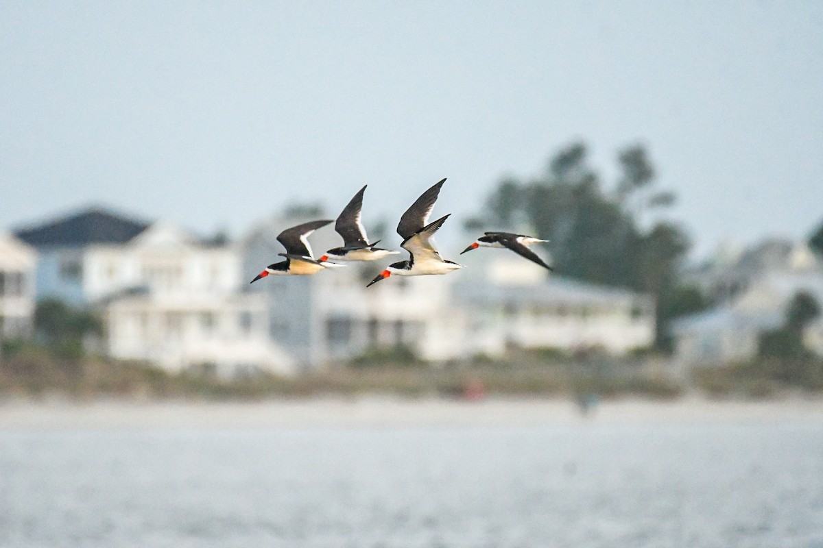 Black Skimmer - ML618609795