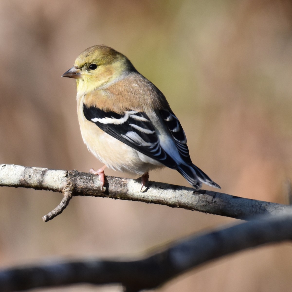 American Goldfinch - Laura  Wolf