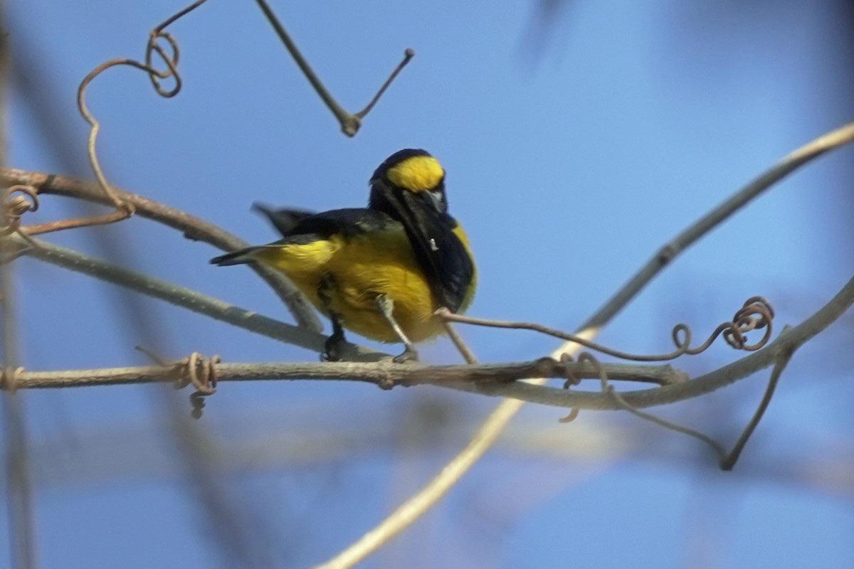 Scrub Euphonia - Kenny Frisch