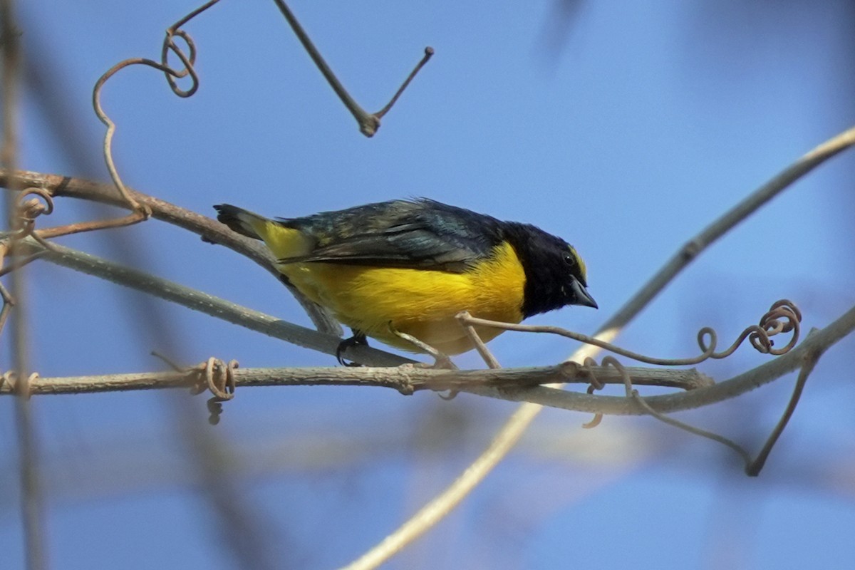 Scrub Euphonia - Kenny Frisch