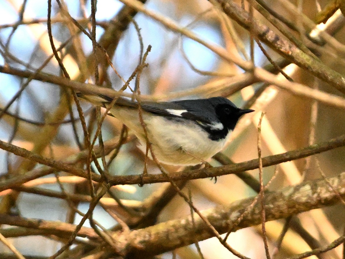 Blaurücken-Waldsänger - ML618609891