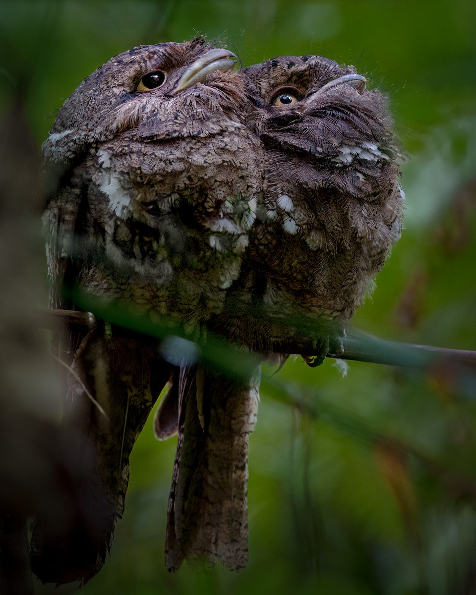 Sri Lanka Frogmouth - ML618609904