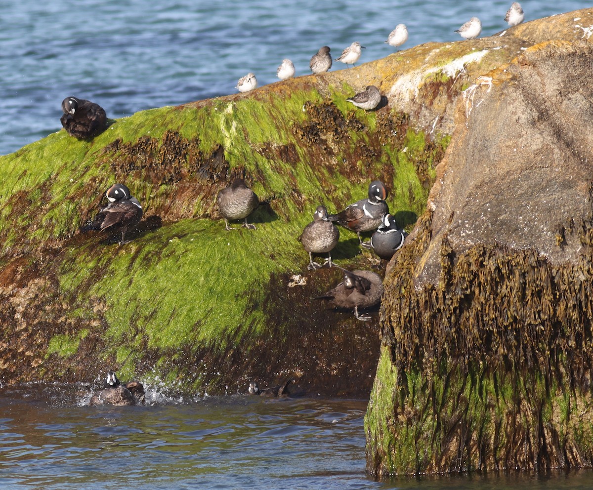 Harlequin Duck - ML618609912