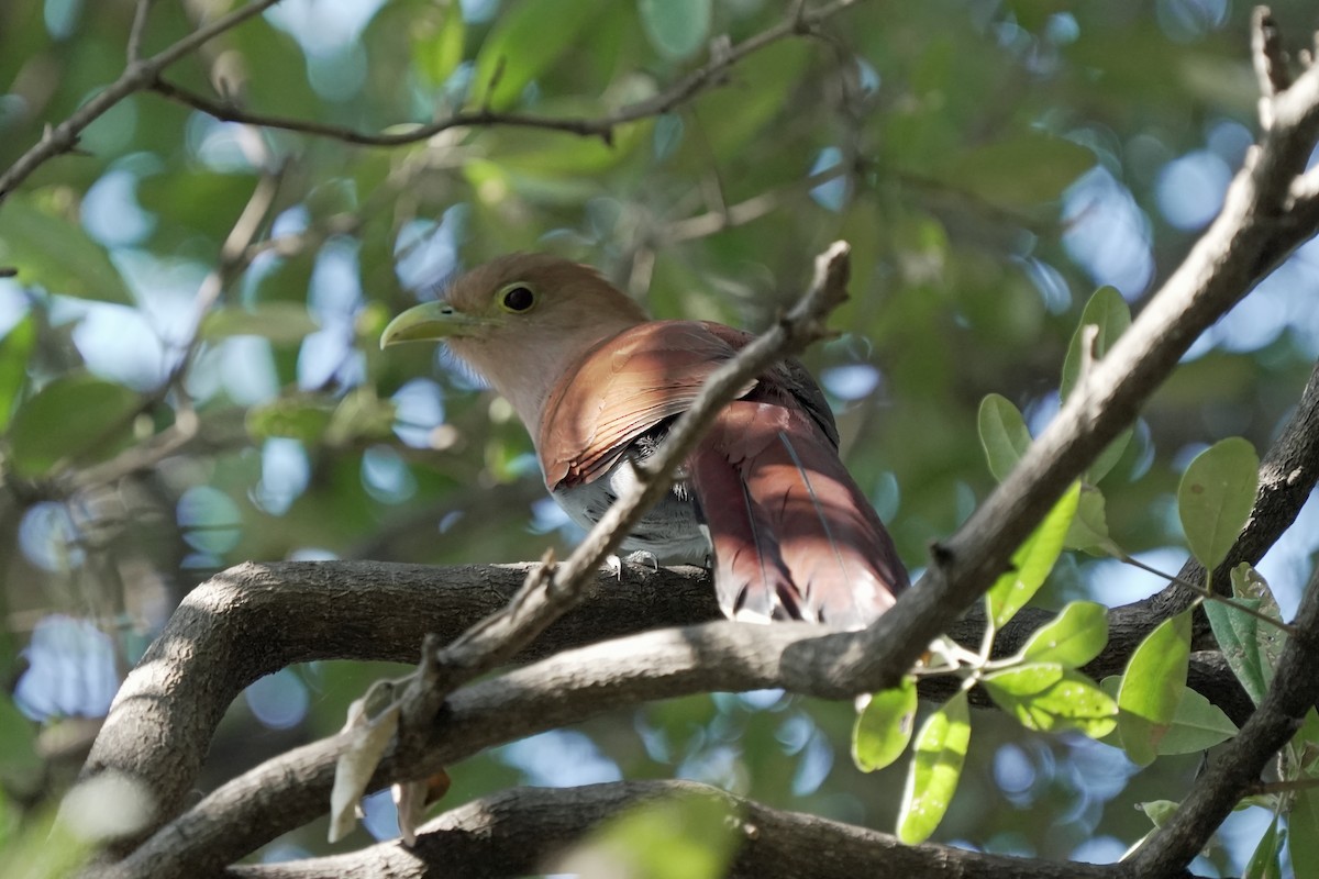 Squirrel Cuckoo - ML618609981