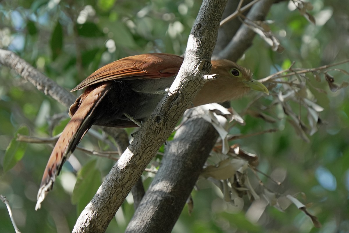 Squirrel Cuckoo - ML618609983