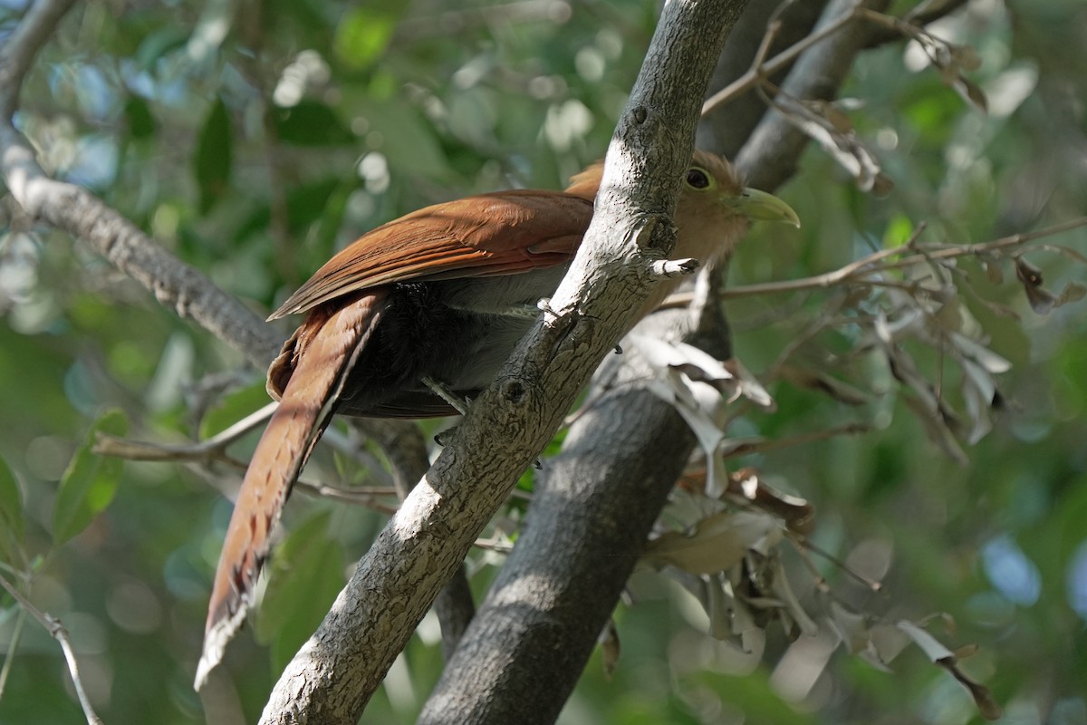 Squirrel Cuckoo - ML618609984