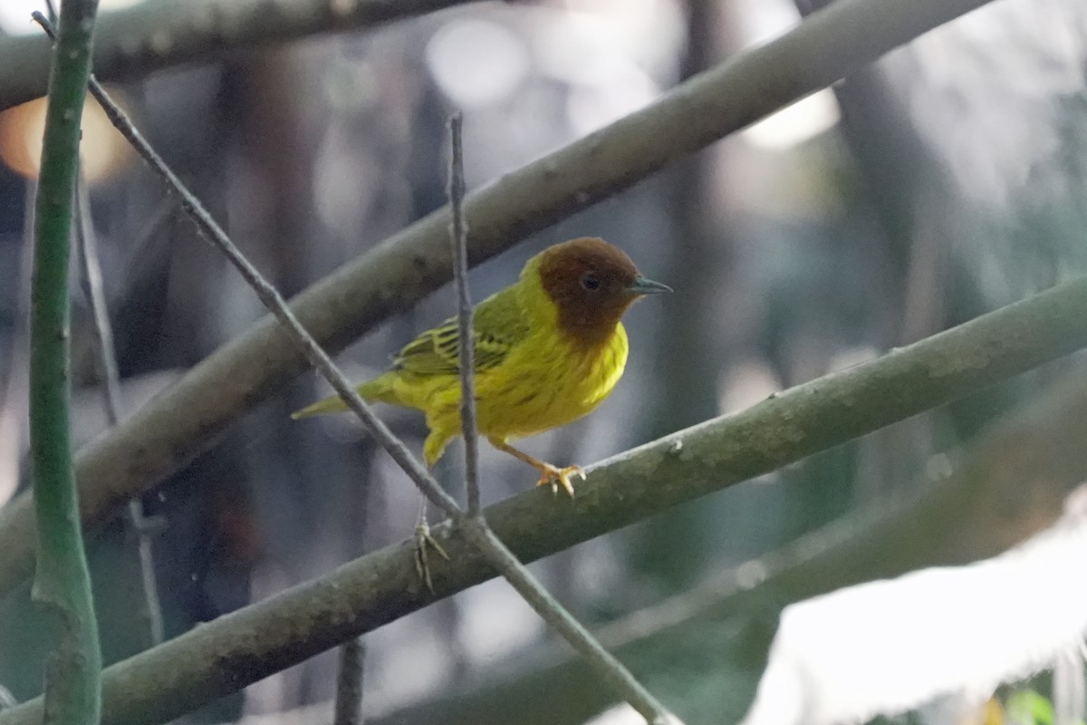 Yellow Warbler (Mangrove) - Kenny Frisch