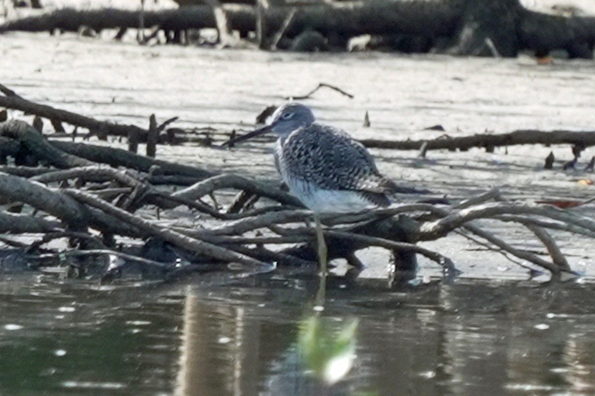 Greater Yellowlegs - Kenny Frisch