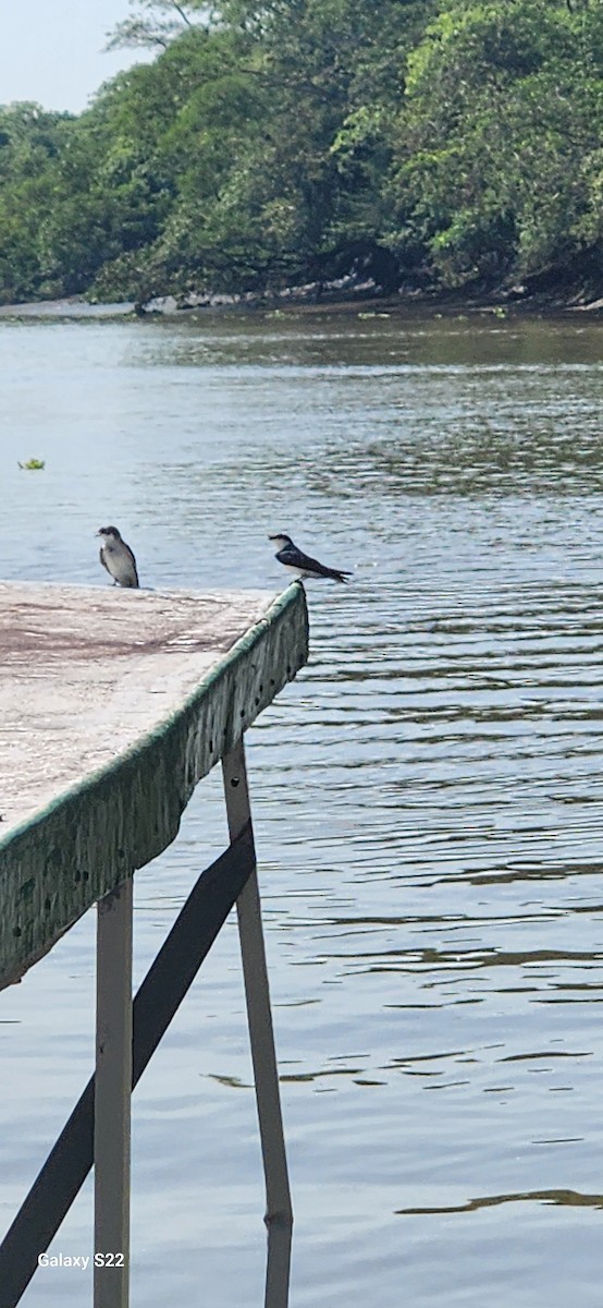 Mangrove Swallow - Kelly Walsh