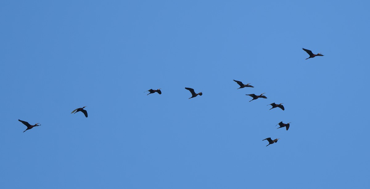 White-faced Ibis - ML618610052