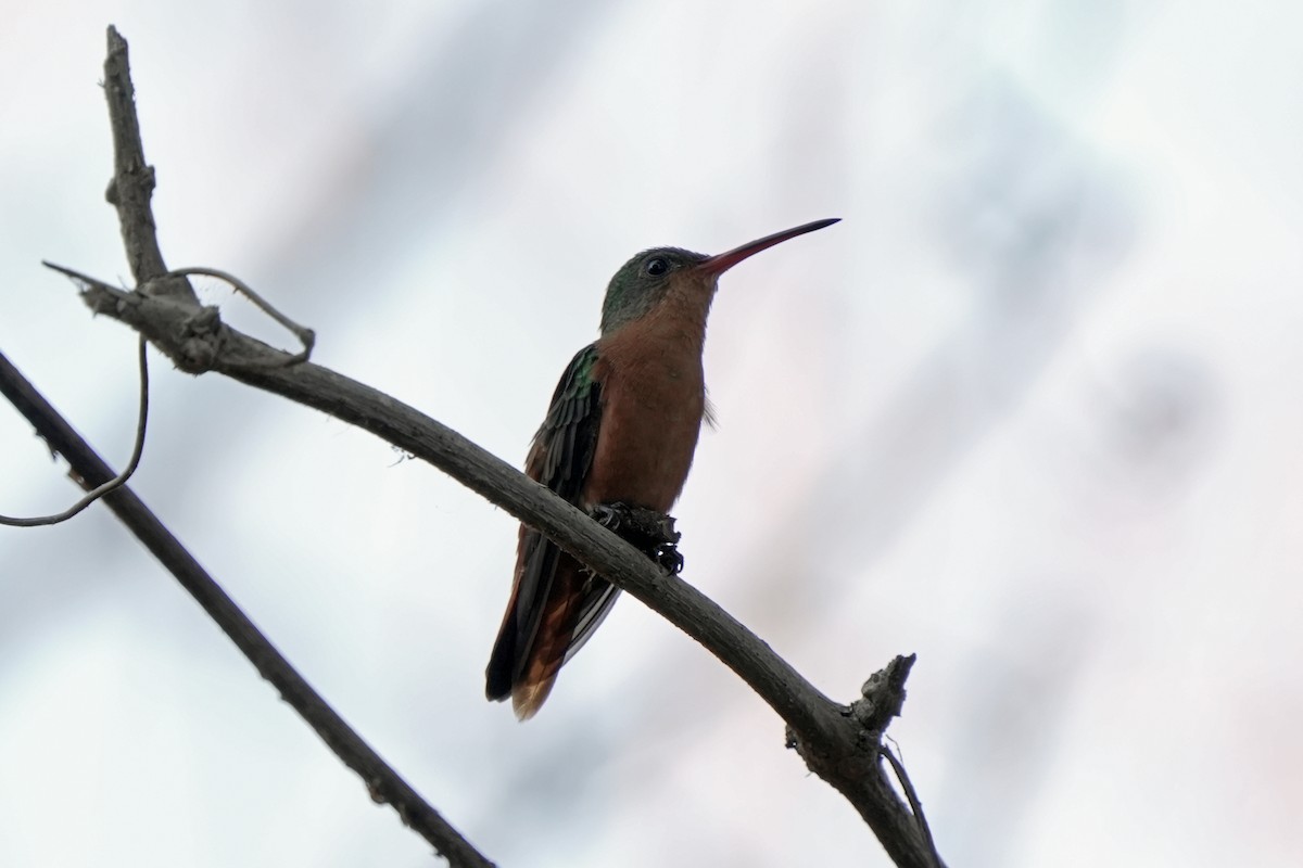 Cinnamon Hummingbird - ML618610058