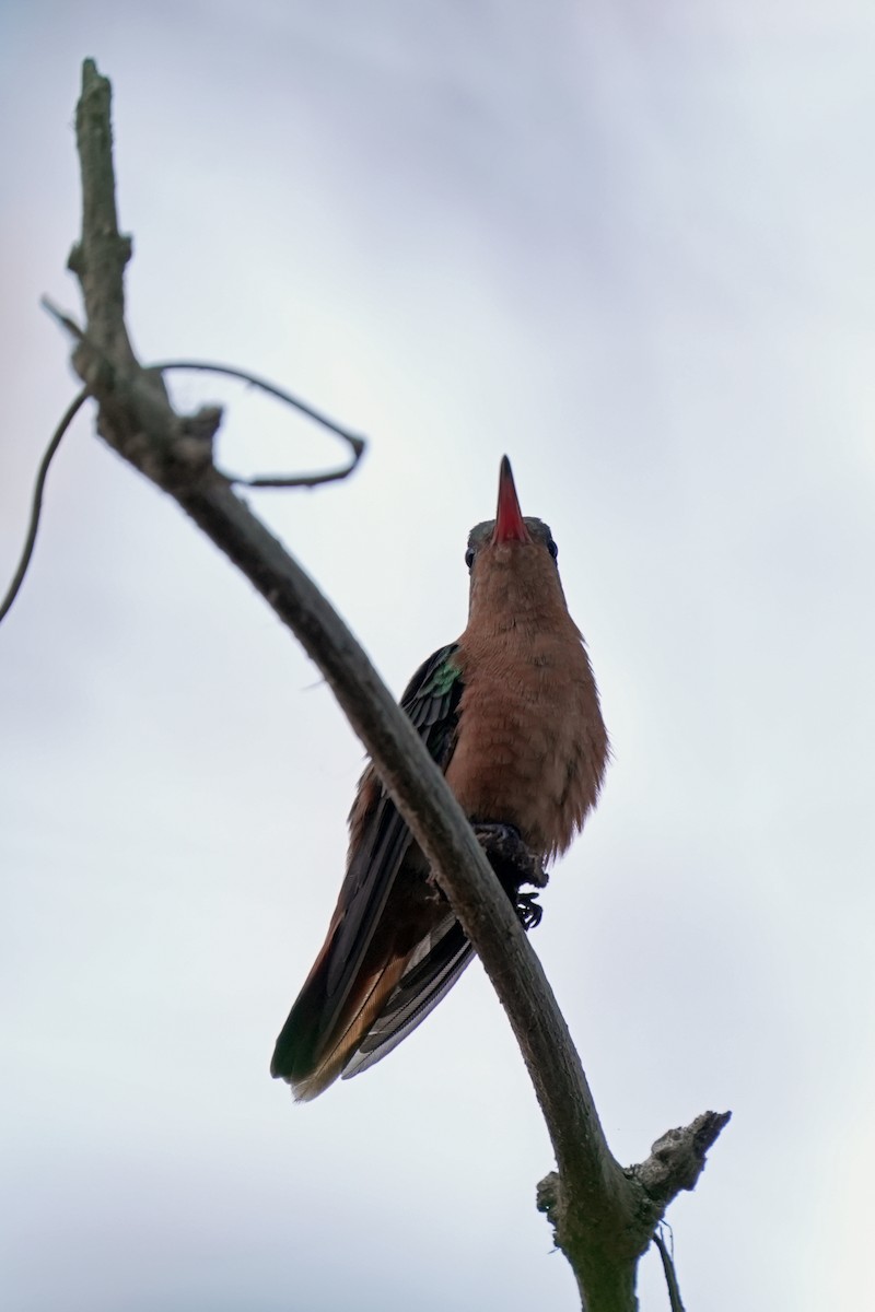 Cinnamon Hummingbird - ML618610062