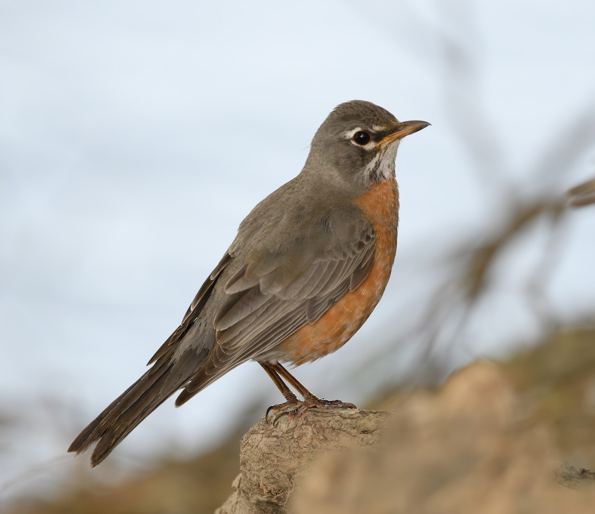 American Robin - ML618610070