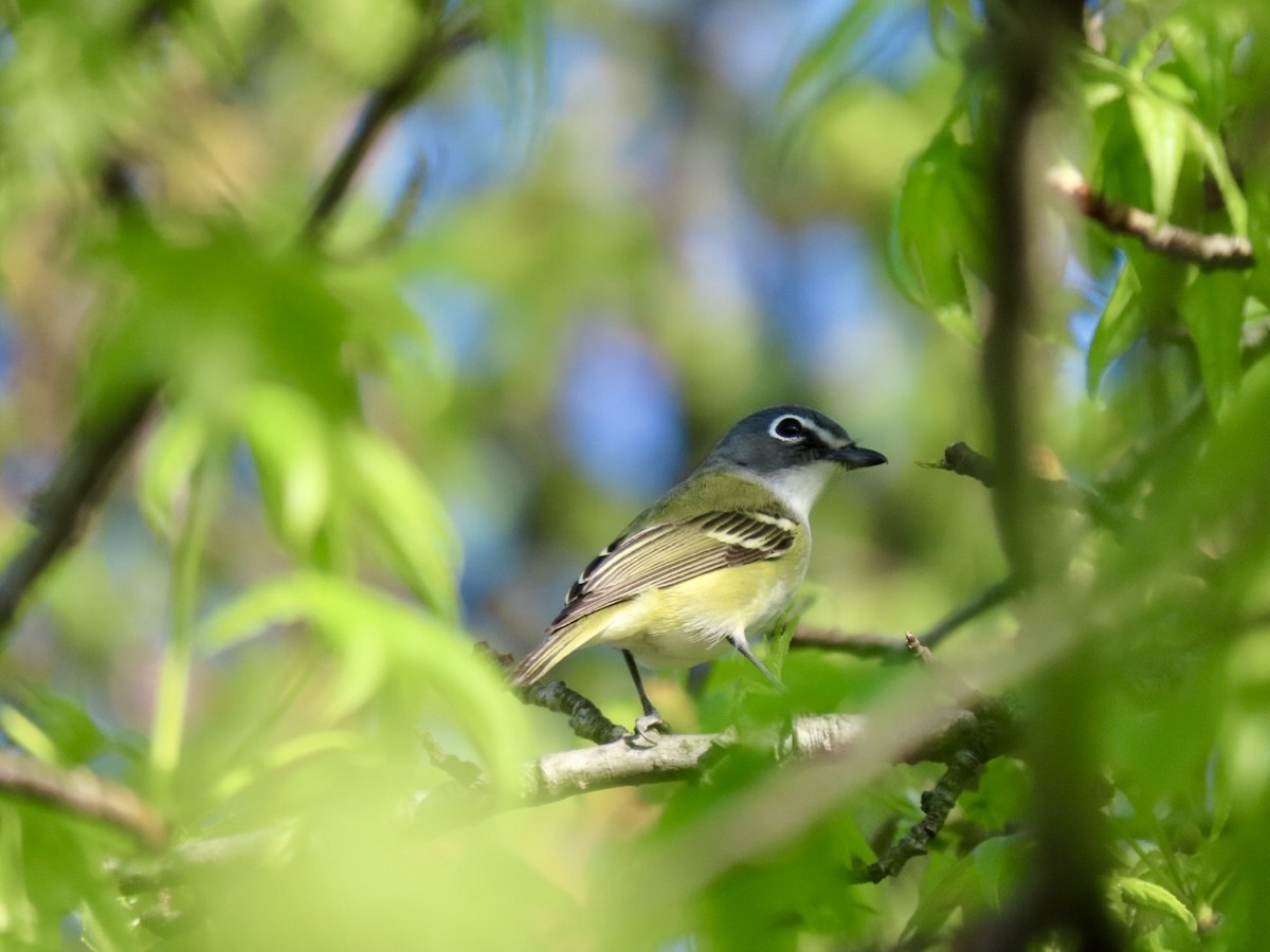 Vireo Solitario - ML618610079