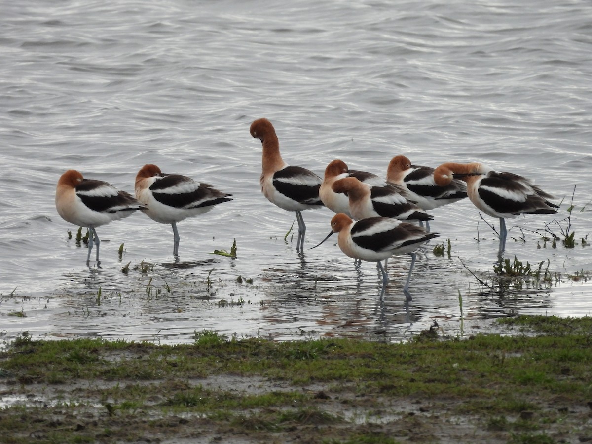 American Avocet - Kimberly Emerson