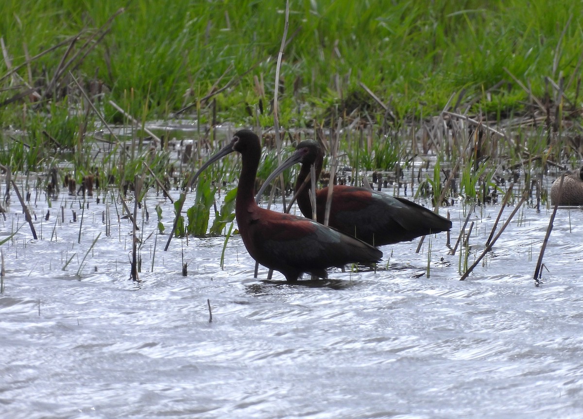 White-faced Ibis - Kimberly Emerson