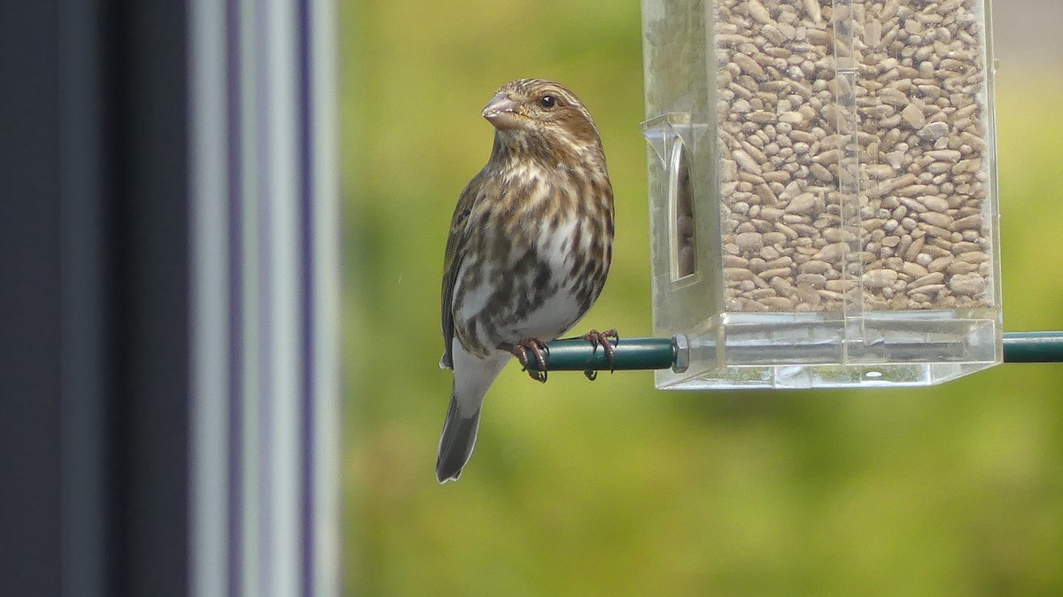 Purple Finch - ML618610135