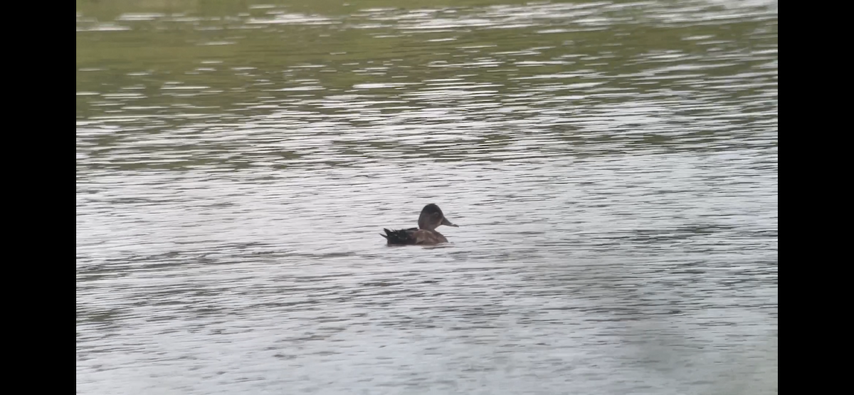 Ring-necked Duck - Christian Walker