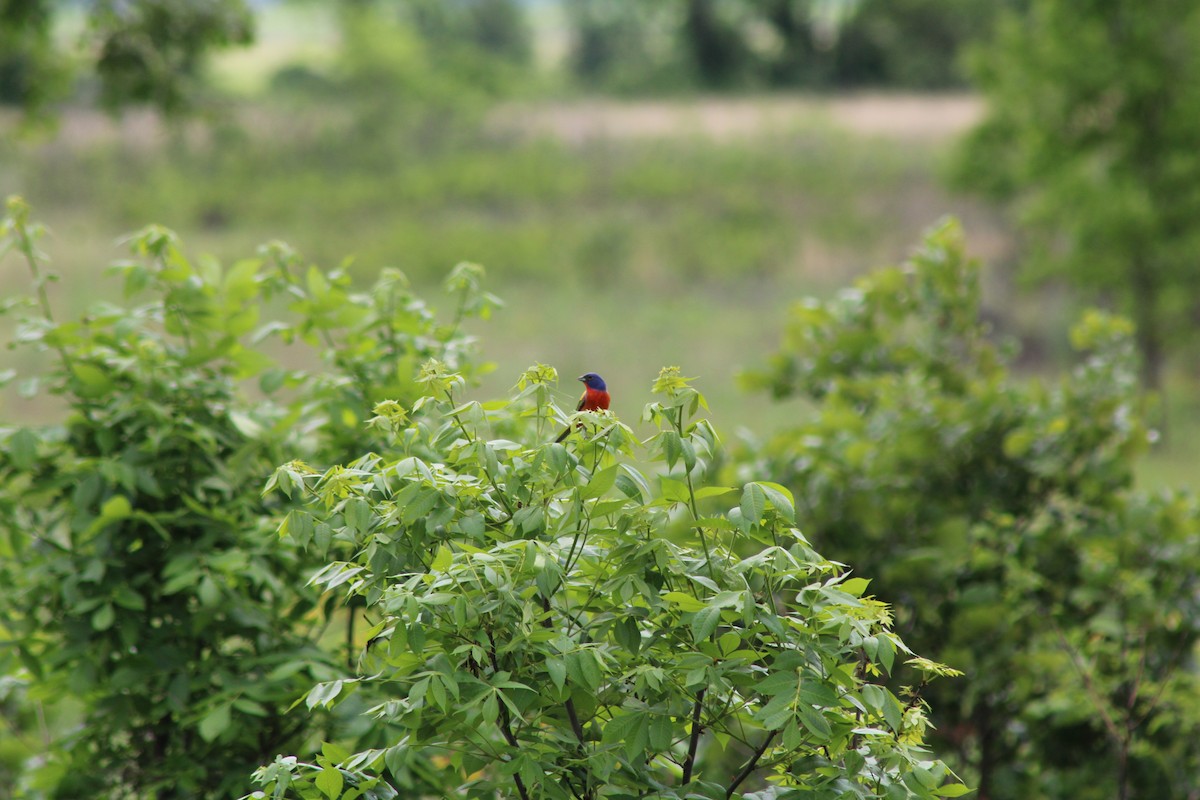 Painted Bunting - ML618610210