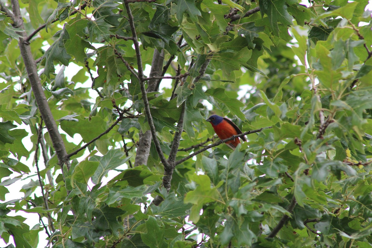 Painted Bunting - ML618610211