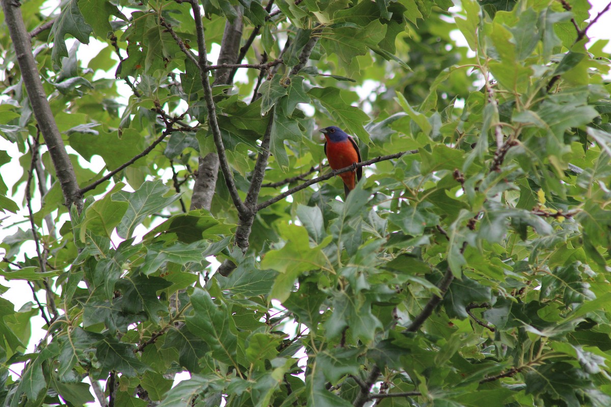 Painted Bunting - ML618610212